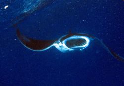 Manta Ray at Amphitheater, Northwest Point. I snapped thi... by John Keefe 